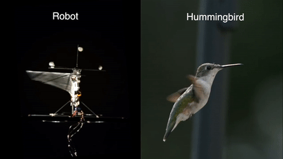 仿生蜂鳥2 仿(fǎng)生蜂鳥2