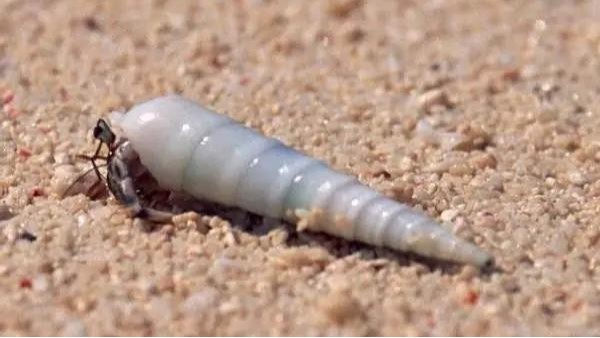 FUYU 科（kē）普篇｜你知道螺紋是誰發明的（de）嗎？（下）